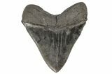 Giant, Fossil Megalodon Tooth - Very Wide With Serrations! #172267-2